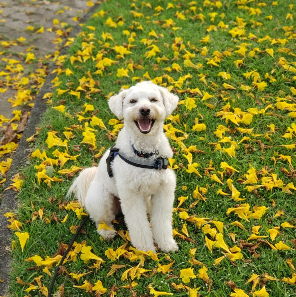 Babi feliz em um campo florido
