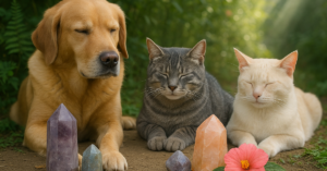 Bem-estar animal: como terapias holísticas podem ajudar
