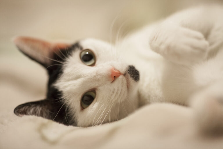 Gato deitado