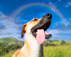 Cachorro feliz no sol
