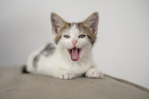 Gato miando