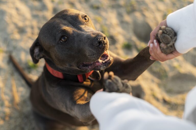Pet feliz