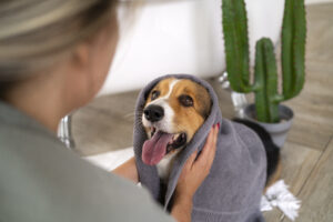 cachorro depois do banho