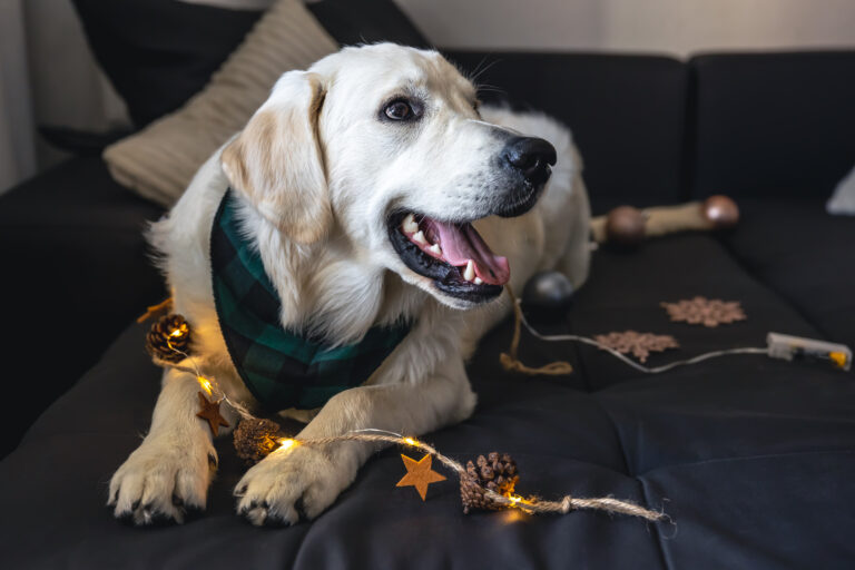 Cachorro enrolado na decoração de natal